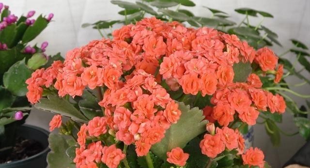 根系强|长寿花不能一盆栽多棵!因为难养好,想要一盆多色只有一个方法!