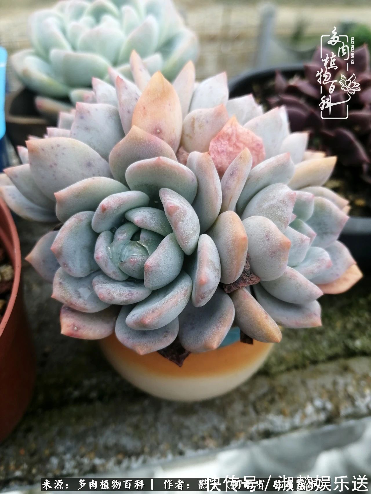 漂亮|被风雨洗礼的多肉越来越漂亮了,忍不住又往坑里跳!