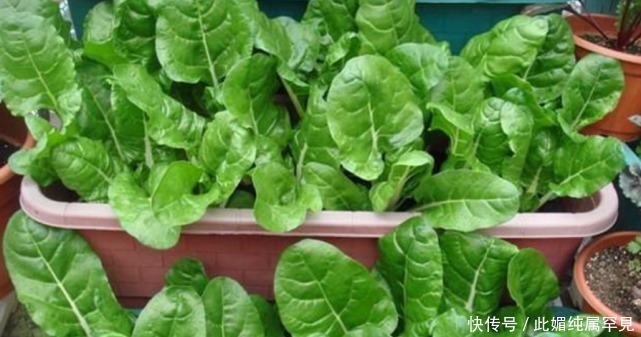 阳台种上“4种菜”,长得快结果多,随吃随摘,不用出门买!