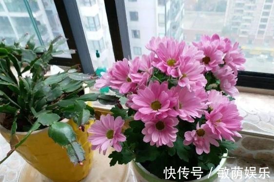 容器|养花招虫除不尽3个小技巧,让盆栽里一个虫子都没有