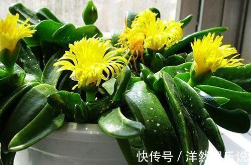 家养|她家养了一盆绿舌头一开就是一年真好养