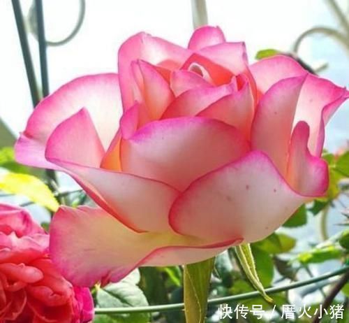 3种花深受花友的喜欢,沾土就能活,开花就爆盆,不易生病好养护