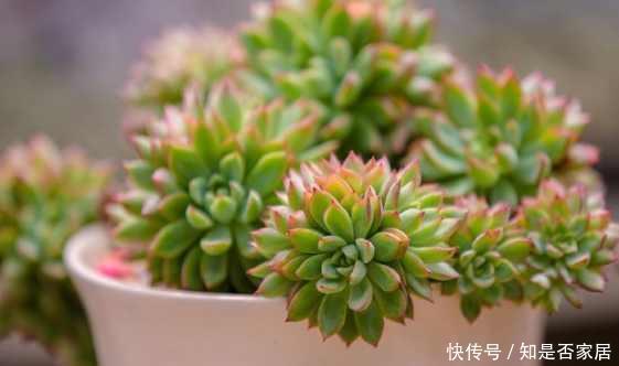 盆里扔点这个,多肉胖成球,肉嘟嘟好可爱