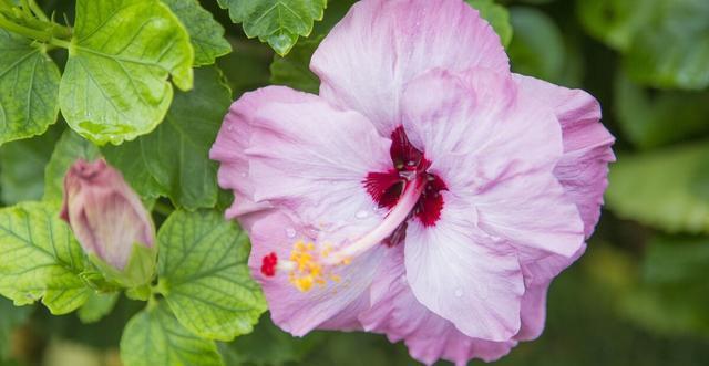 扶桑花|才知道,以下的花,养殖简单,开花漂亮,花期还长,一定要养几盆