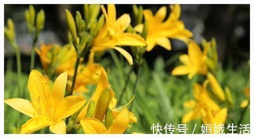 黄花菜|聪明的人最爱吃3种食物,排毒护肤,美容养颜,淡化色斑