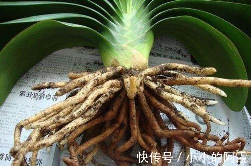 施肥|君子兰换盆之后有几个注意事项,做好就省下了“缓苗”