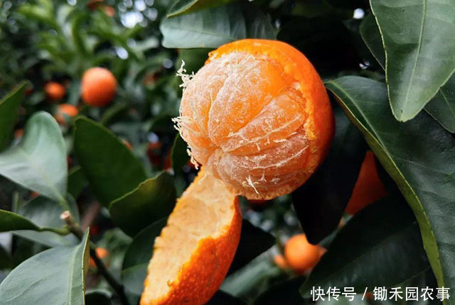 “砂糖橘”有真假,这样的“砂糖橘”,别买,不好吃!4招挑橘子