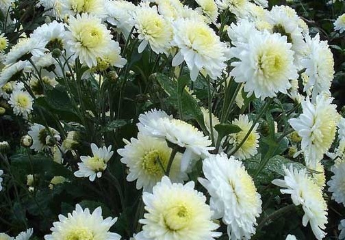 喜欢养菊花,不妨养盆菊中珍品,似雪中美人,凌寒傲放,艳丽多姿