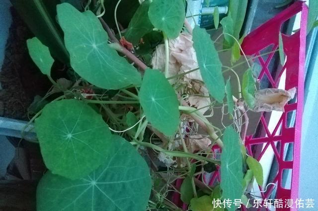 金丝荷叶花。不开花,看叶子也挺好看的