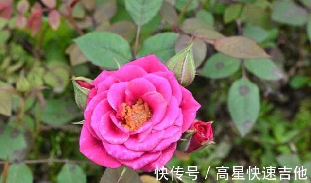 属兔|桃花逆袭，命定姻缘，爱情甜蜜，两心相依，余生相依相偎