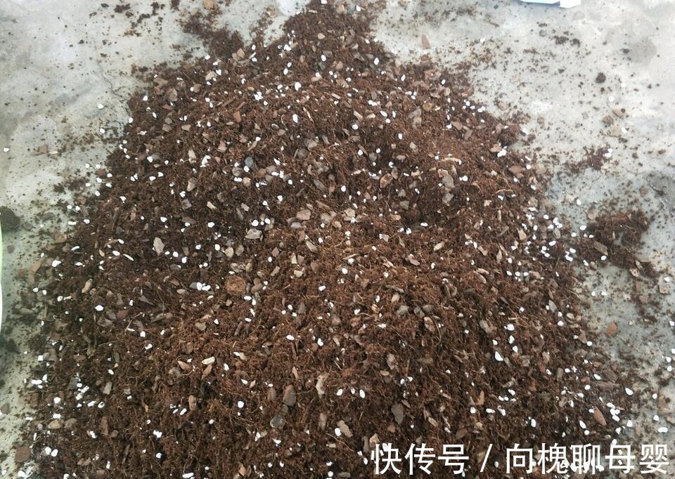 户外挖“2种土”养花，君子兰长得像“大白菜”，茉莉花“爆盆”