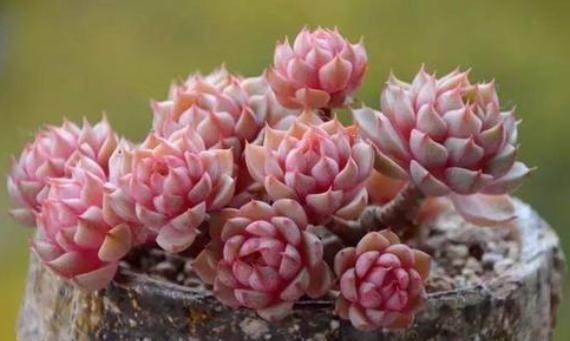 多肉植物|温度低多肉不生长?给它做4步,反而养出“美肉肉”,直接出状态