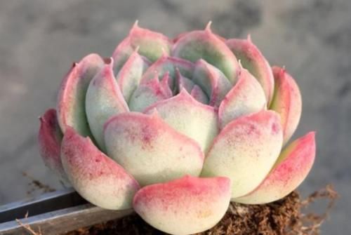 小包子|为什么从云南等地网购的多肉开始很紧致，但养着养着就散开了呢？