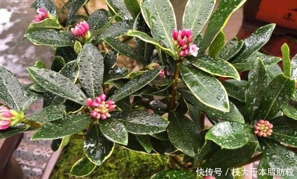 盆栽黄叶烂根问题年年层出不穷,如何办才能“治标治本”?