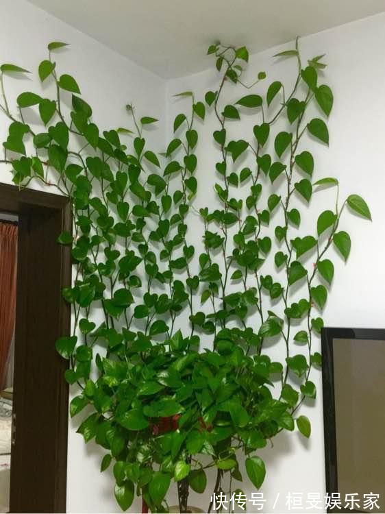 叶片|7种漂亮花,寿命长,颜值高,好养活,客厅养一盆,活了几十年