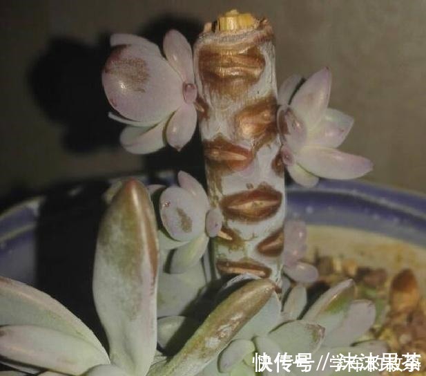 多肉植物|这4种情况要给多肉“砍头”,注意5点,1棵变2棵还带爆头效果!