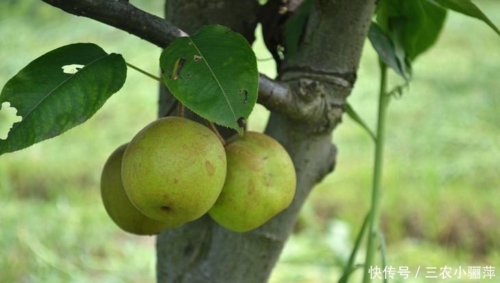 防治|梨石痘病对梨树的危害是什么,我们如何防治梨石痘病?