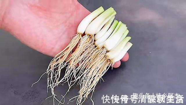 搅拌均匀|扔葱根等于扔钱,葱根原来是个宝,作用这么厉害,太实用了