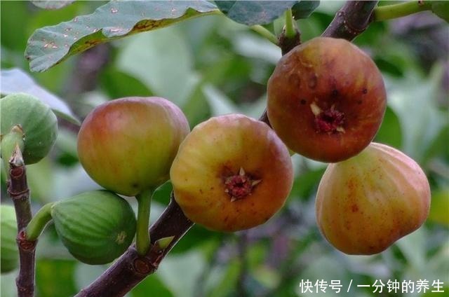 无花果有“三怕”,避开不黄叶落果,猛蹿新芽结果多,软糯又香甜