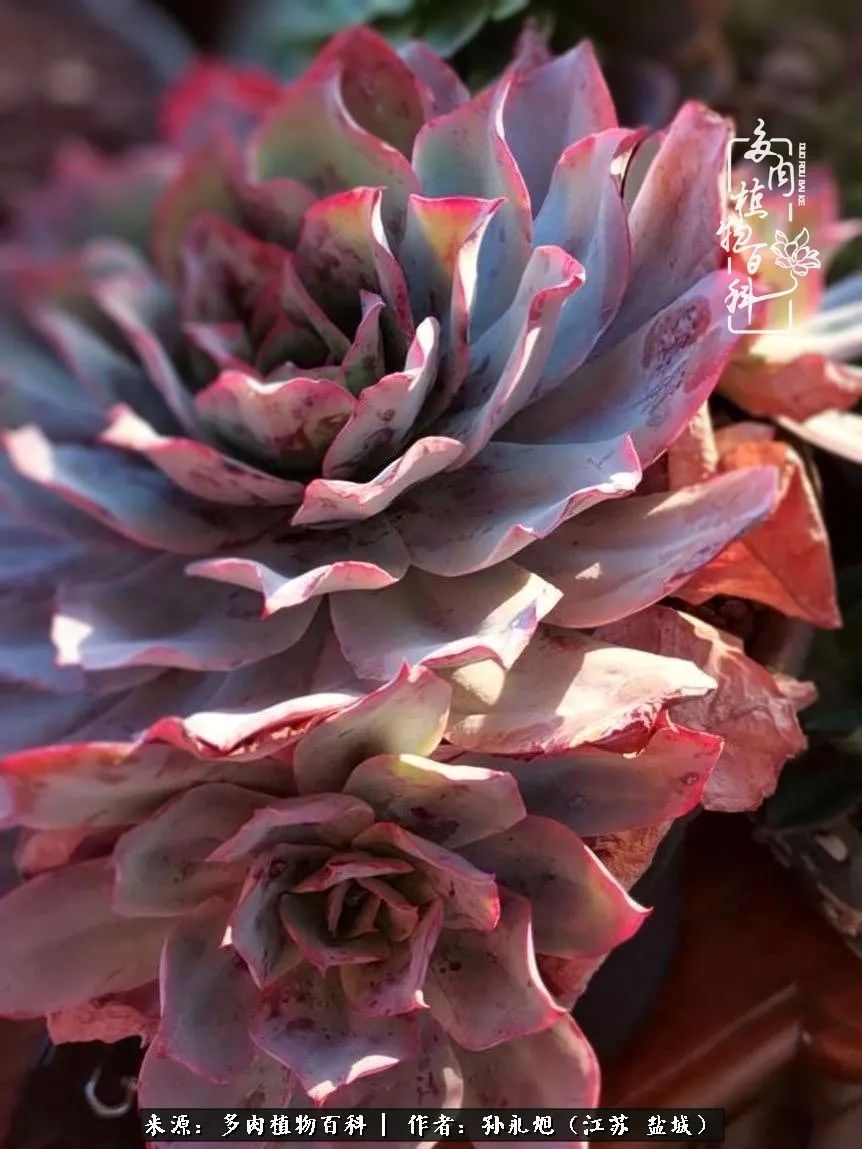 养多肉三年多九万里悟道，终归诗酒田园！