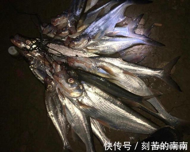 泥鳅钓鱼为什么人人喊打对鱼伤害究竟多大两天钓空一个大水库