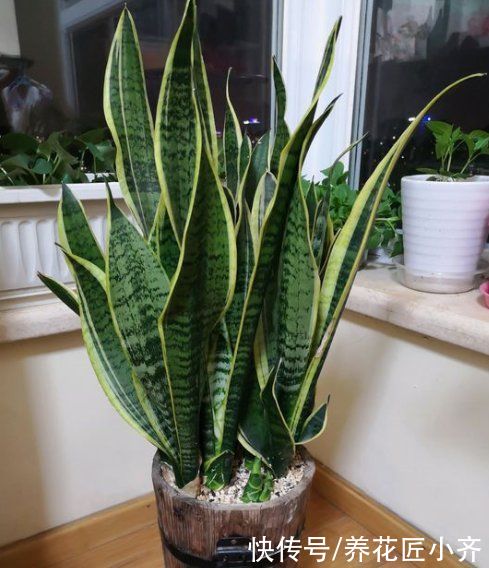 百合科虎尾兰属|短短一个夏天，虎皮兰就能侧芽挤满盆，养花高手是这样做的