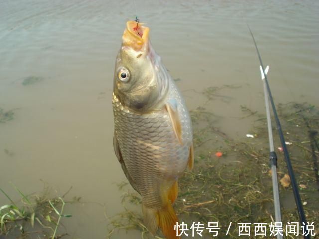 钓鱼窝子里明明有鱼,就是不吃饵,先把原因找到