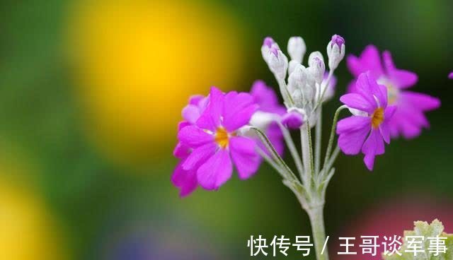 喜鹊|10月桃花运飙升，喜鹊高歌，4大星座天赐良缘、喜事不断！