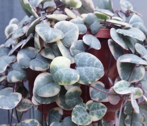 多肉爱之蔓,既是吊兰又是多肉,开花不忍直视