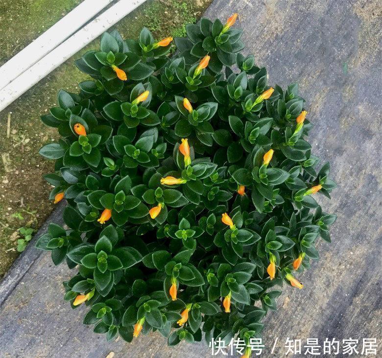 浇水|适合新手小白养的“吊兰花”,盆栽注意6点,花艳叶绿,长得好