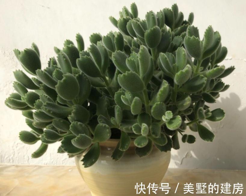适应性|天气渐冷,想要入坑养多肉?盆栽这3款,0度植株照样状态好