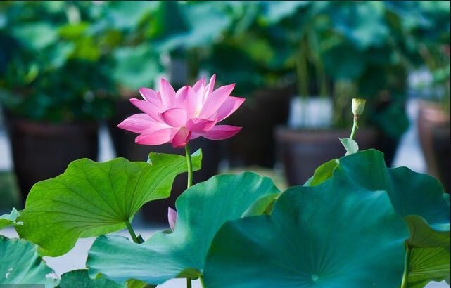 建议不管房子多大,摆上6种盆栽,花香满屋,来客有面子