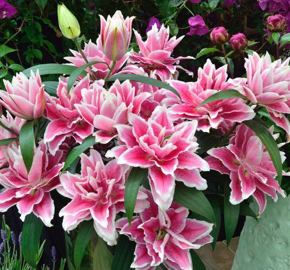 养分|百合不是“一次性花”,养一养球,1盆能生10盆崽