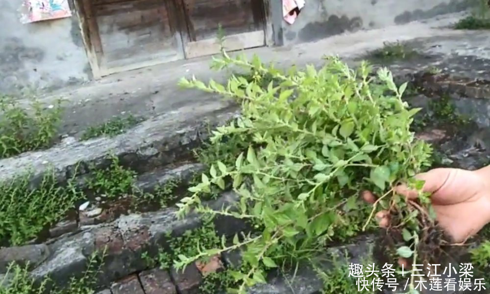 雾里葛|只长在墙角边的“牙痛药”,不懂的人当成野草,识货人才会采回家