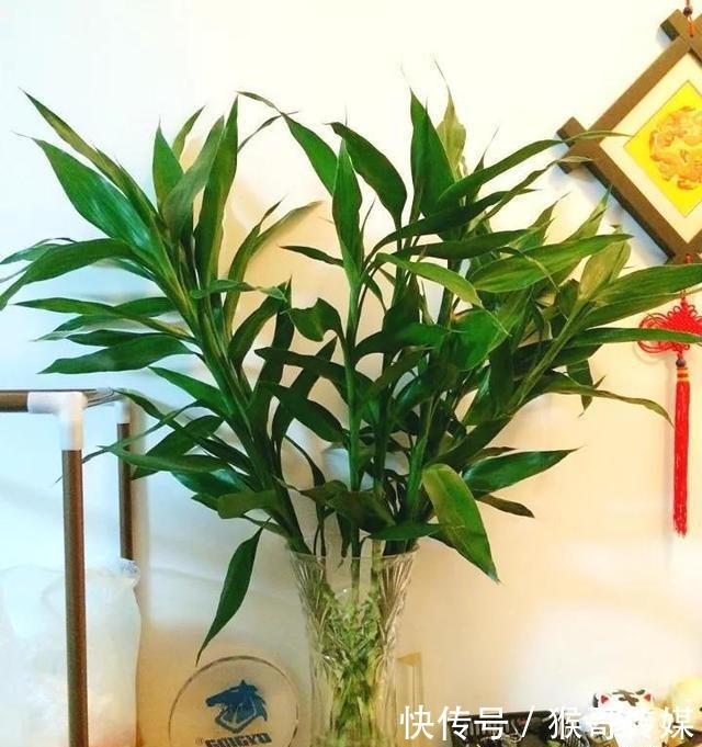 富贵竹“离不开”这种水,加一点,不烂根、不黄叶,家里吉祥富贵