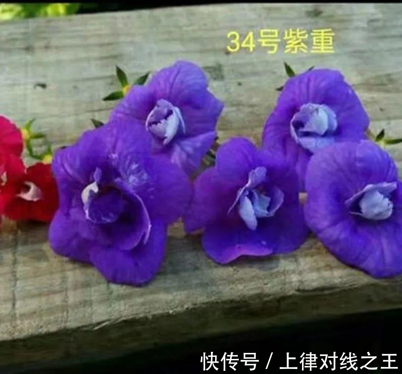 发芽|长筒花是“室内花量王者”，没光也能开爆盆，阳台党福音