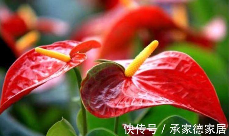红掌|农历8月7日开始，居家养这几款植物，花色美丽，花开似繁星
