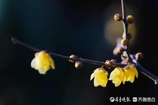 情报站｜疏影暗香动！济南大明湖的腊梅清香远飘，沁人心脾