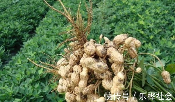 野菜|它是长在树上的“花生”，农民们视为珍贵野果，很多人见过没吃过