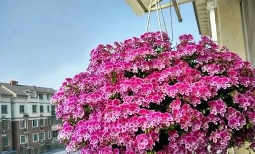  不用|天竺葵不用买，折一段枝就能开成花球！