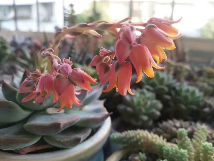 观音莲|90后川妹子的“丑肉”逆袭记!时光不弃,多肉常在!