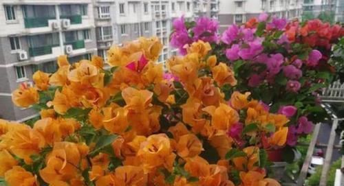 玫瑰|这些花卉美过玫瑰,一年四季花开不停,花大色艳很漂亮,谁养谁爱