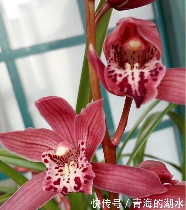 女士养兰花,首选“红满天”,花色艳丽,兰香四溢,长期有花赏!