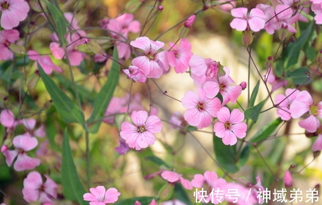 3种原本长在山间的野花,如今已成常见盆栽,有1种经常被误认