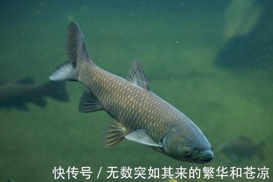 漂相|夜钓的一些经验助你成功爆护，非常实用