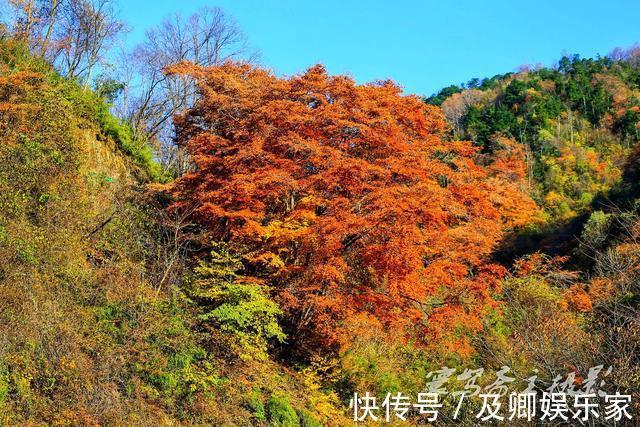 秋色|养在深闺人未识的秦岭秘境留坝，却深藏着让人叹为观止的绝美秋色