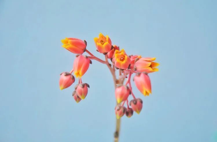 面朝大海的多肉们,在四季变迁中生生不息!