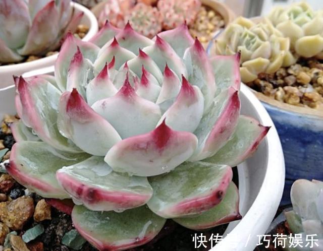 小苗|多肉植物小苗“度夏”难,教你4招,长出“小嫩叶”,根系壮!