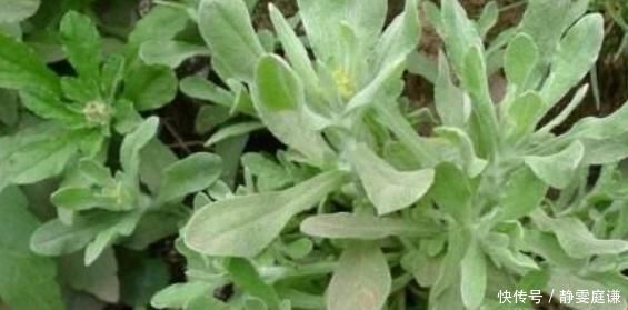 佛耳草|我们农村到处可见的野草，却可降血压，治咳嗽，小孩老人很爱食用