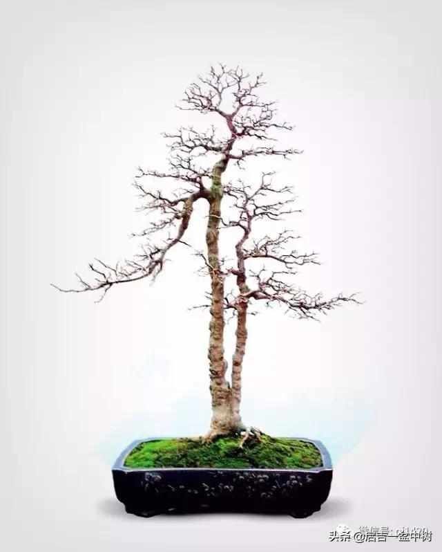 一粗一细|盆景双杆,一高一矮、一粗一细,苍龙教子之势